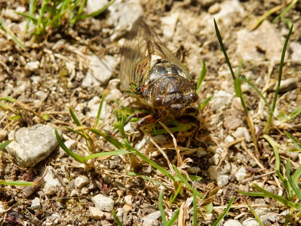 Αρσενικό Ευρωπαϊκό Cicada Lyristes Plebejus Βρέθηκαν Στην Dordogne Γαλλία Αυτή — Φωτογραφία Αρχείου