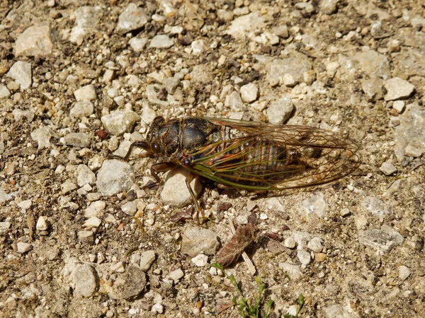 Male European Cicada Lyristes Plebejus Found Dordogne France Largest Cicada — Stock Photo, Image