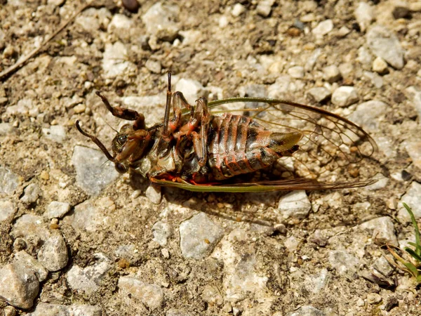 フランスのドルドーニュで発見されたヨーロッパ人男性Cicada Lyristes Plebejus これはフランスで発見された最大のセミであり グレート シカダとして知られています — ストック写真