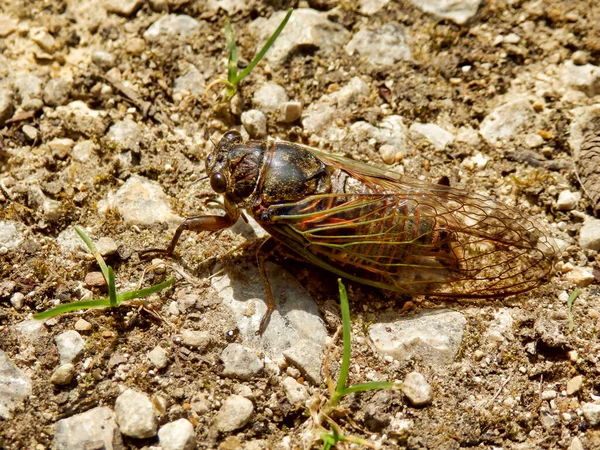 欧洲雄性蝉 Lyristes Plebejus 产于法国多顿 这是在法国发现的最大的蝉 被称为大蝉 — 图库照片