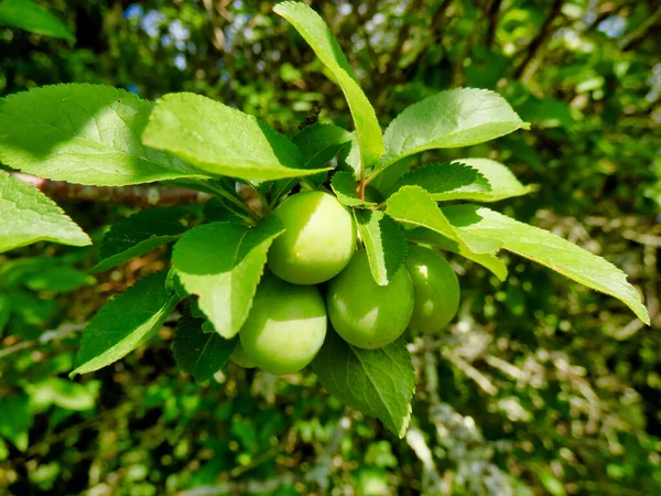 Zbliżenie Grona Zielonych Owoców Mirabelle Prunus Domestica Subsp Syriaca Przed — Zdjęcie stockowe