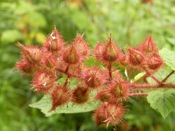 Frucht Einer Weinbeerenpflanze Rubus Phoenicolasius Auch Bekannt Als Japanische Himbeere — Stockfoto