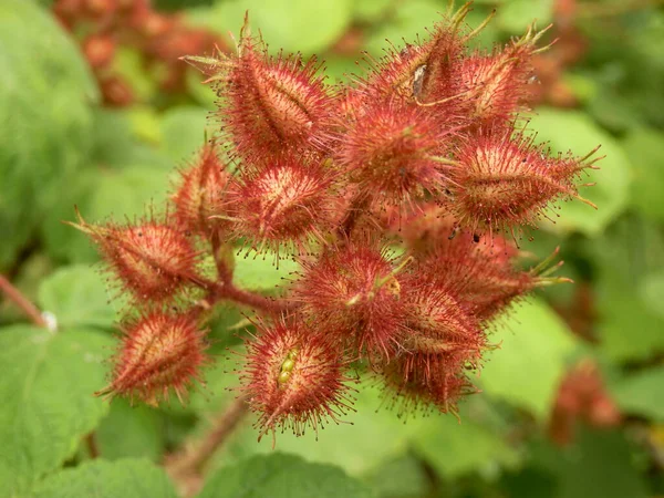 Frugt Vinbærplante Rubus Phoenicolasius Også Kendt Som Den Japanske Hindbær - Stock-foto