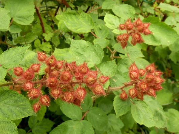 日本のラズベリーとも呼ばれるワインベリー植物 Rubus Phenicolasius の果実 — ストック写真