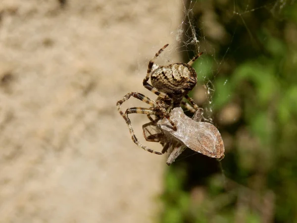 欧洲花园蜘蛛 Araneus Diadematus 将其猎物 可能是蝴蝶 包裹在丝丝腹中 丝绸被从尖塔里拔出来了 — 图库照片
