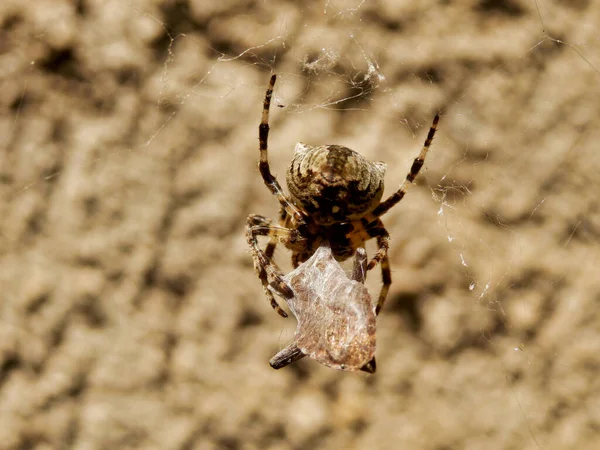 欧洲花园蜘蛛 Araneus Diadematus 将其猎物 可能是蝴蝶 包裹在丝丝腹中 丝绸被从尖塔里拔出来了 — 图库照片