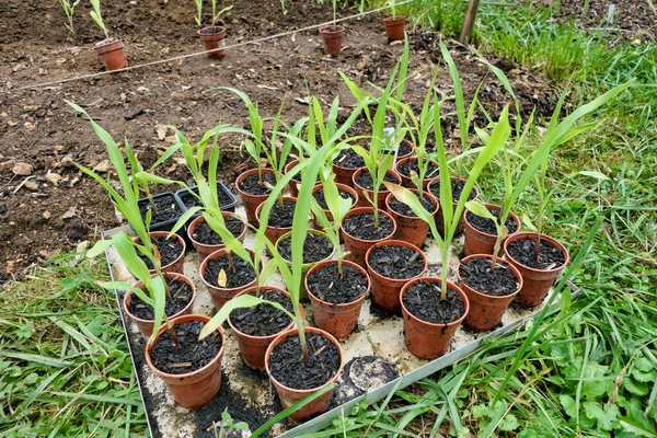 Pot Grown Sweet Corn Ready Planting Out — Stock Photo, Image