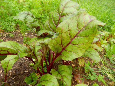 Organik yetiştirilmiş pancar bitkisinin yapraklarını kapat.