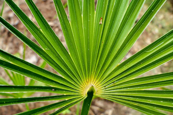 Närbild Fläktformade Blad Rhapidophyllum Hystrix Även Känd Som Needle Palm — Stockfoto