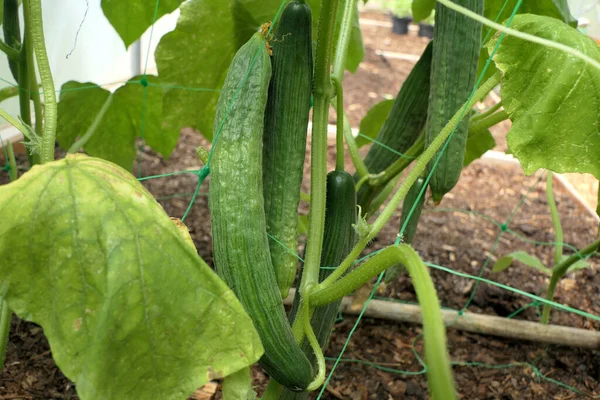 Young Cucumbers Growing Plastic Mesh Polytunnel — Stock Photo, Image