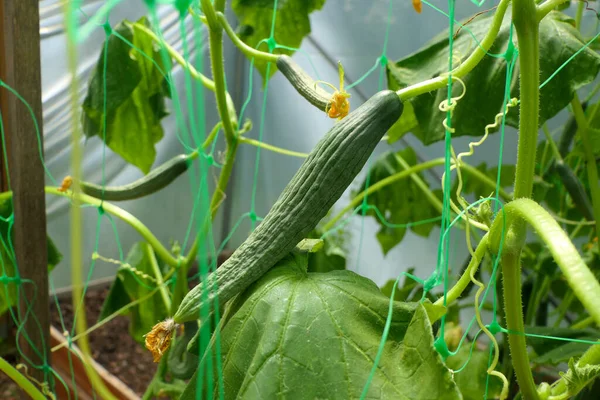 Jonge Komkommers Groeien Een Plastic Gaas Een Polytunnel — Stockfoto
