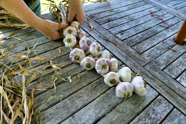 Home Grown Garlic Being Plaited Drying Sun — Stock Photo, Image