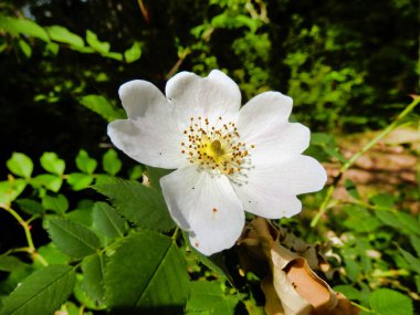 Beyaz bir gül köpeğine (Rosa canina) yaklaş. Güçlü bir yaban gülü, Shakespeare zamanında Eglantine olarak bilinirdi.