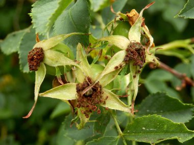 Beyaz bir gül köpeğinin (Rosa canina) yakınında, yapraklar düştükten sonra oluşan kalçaları gösterir.
