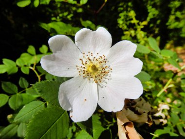 Beyaz bir gül köpeğine (Rosa canina) yaklaş. Güçlü bir yaban gülü, Shakespeare zamanında Eglantine olarak bilinirdi.