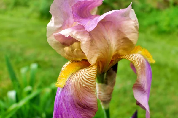 Close Van Een Roze Paarse Bebaarde Iris Met Gele Baard — Stockfoto