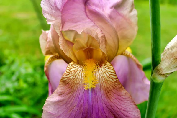 粉红紫色胡子虹膜的近景 露出黄胡子 — 图库照片