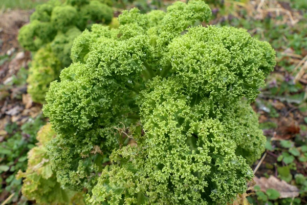 Close Domu Uprawiane Curly Kale Organicznym Ogrodzie Warzywnym — Zdjęcie stockowe