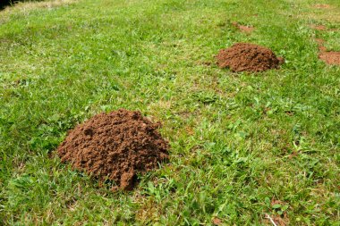 Yakın zamanda bir çimenlikte iki köstebek tepesi ortaya çıktı.