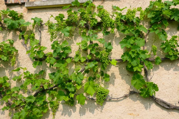 在法国农舍墙对面的南部生长的葡萄树 — 图库照片