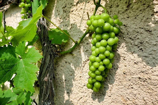 Zbliżenie Grona Winogron Dojrzewających Winorośli — Zdjęcie stockowe