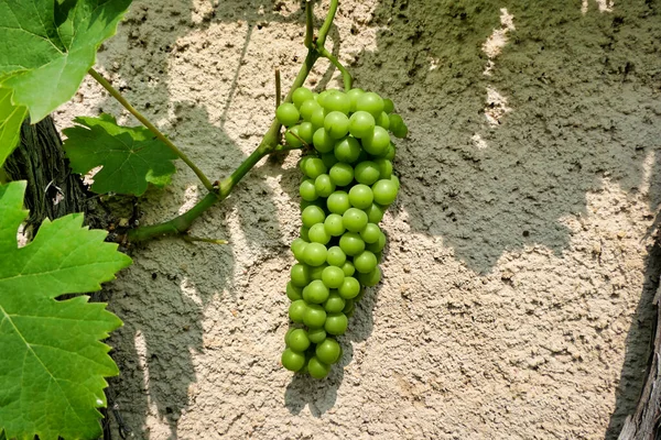 Dekat Dari Sekelompok Anggur Pematangan Pada Pokok Anggur — Stok Foto