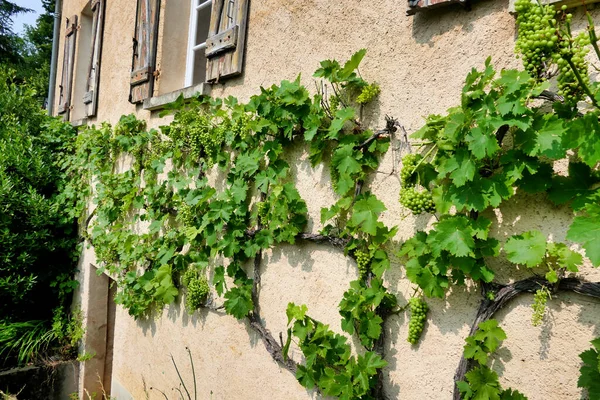 Wijnstokken Groeien Een Zuidgerichte Franse Boerderij Muur — Stockfoto
