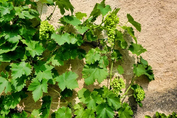 Wijnstokken Groeien Een Zuidgerichte Franse Boerderij Muur — Stockfoto