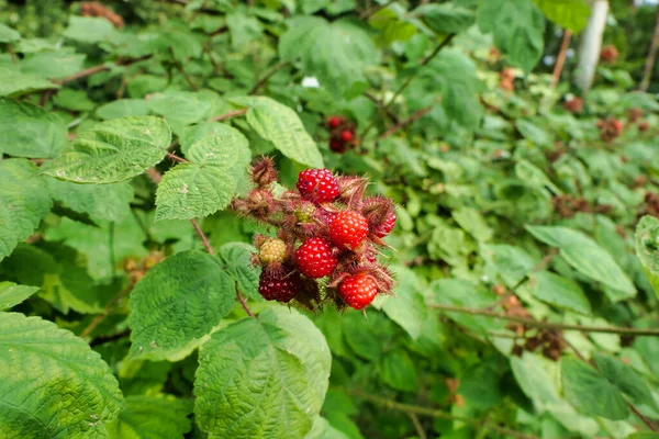 一种也被称为日本覆盆子的藤蔓植物 Rubus Phoenicolasius 的果实 — 图库照片