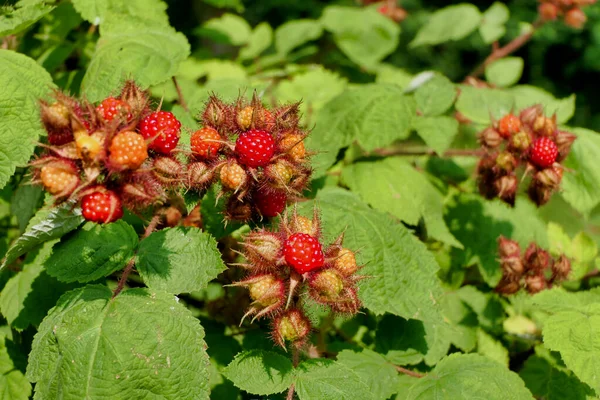 Frukt Vinbärsplanta Rubus Phoenicolasius Även Känd Som Japanska Hallon — Stockfoto