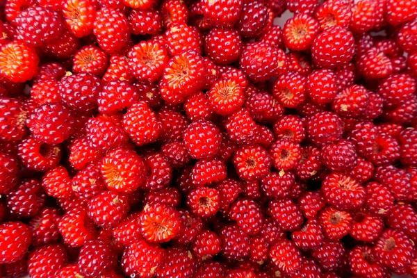 Skål Full Nyplockade Vinbär Rubus Phoenicolasius Även Känd Som Den — Stockfoto