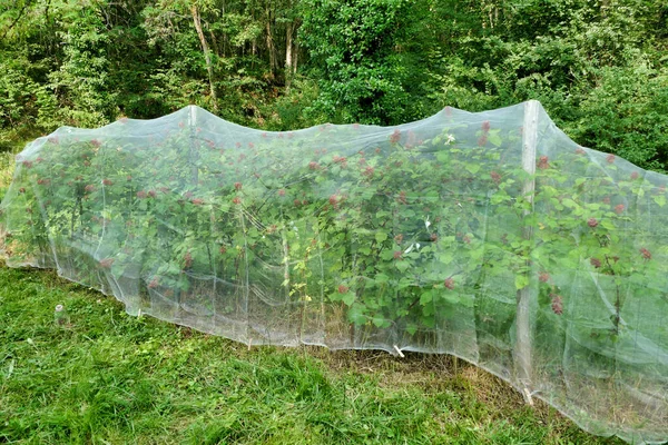 Netting Put Wineberry Plants Protect Berries Birds — Stock Photo, Image