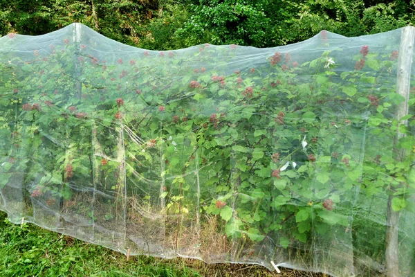 Netting Colocar Sobre Plantas Wineberry Para Proteger Bagas Dos Pássaros — Fotografia de Stock