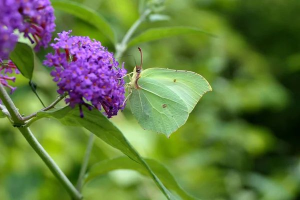 Common Brimstone Butterfly Gonepteryx Rhamni Feeding Buddleia Butterfly Bush — Stock Photo, Image