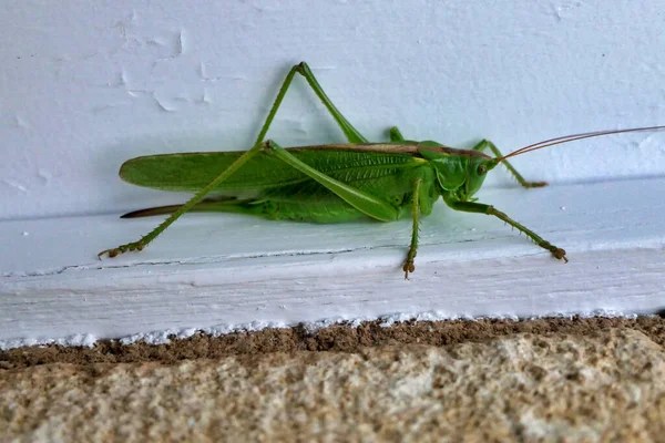 Big Green Grasshopper Aka Greater Arid Land Predaceous Katydid Neobarrettia — Stock fotografie