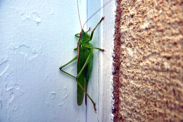 Big Green Grasshopper Aka Greater Land Predaceous Katydid Neobarrettia Spins — стоковое фото