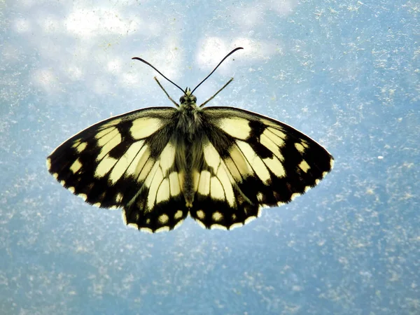 银白色蝴蝶 Melanargia Galathea 栖息在聚乙烯表面的隧道内 阳光透过翅膀闪耀 — 图库照片