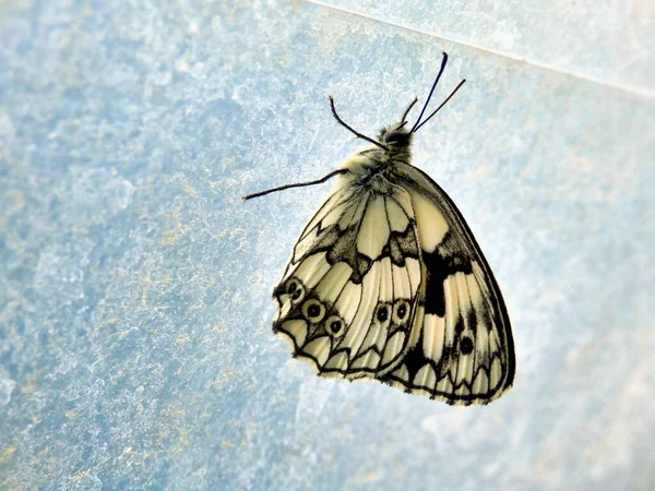 Acercamiento Las Alas Inferiores Blancas Negras Una Mariposa Blanca Mármol —  Fotos de Stock