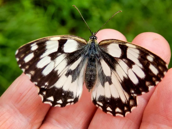 Marmorierter Weißer Schmetterling Melanargia Galathea Ruht Auf Einer Hand — Stockfoto