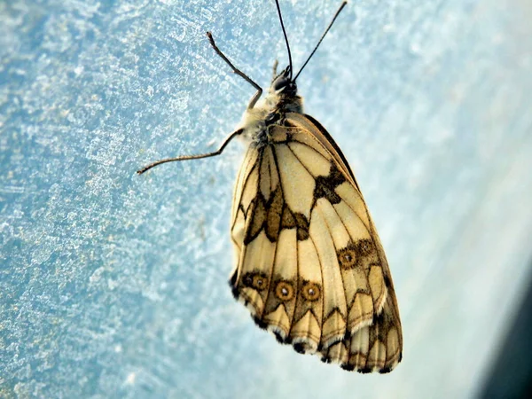 一只雌性大理石白色蝴蝶 Melanargia Galathea 的黄色和棕色翅膀的近缘 — 图库照片