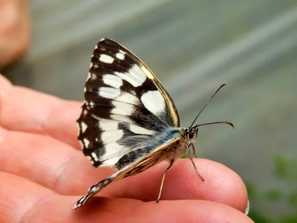Marmorierter Weißer Schmetterling Melanargia Galathea Ruht Auf Einer Hand — Stockfoto