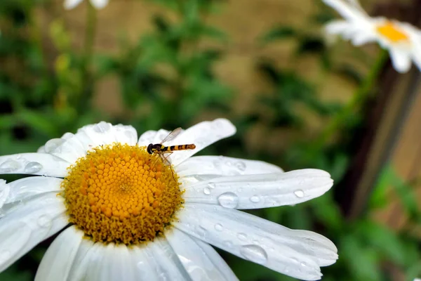 菊の花に餌をやるロング ホバーフライ Sphaerophoria Scripta — ストック写真