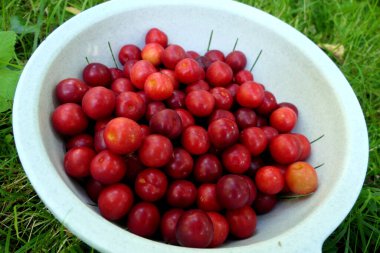 Bir kase kırmızı Mirabelle meyvesi (prunus domestica subsp. (syriaca) Yeni seçilmiş