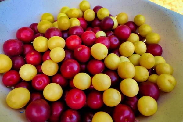 Close Van Een Schaal Van Rode Gele Mirabelle Vruchten Prunus — Stockfoto