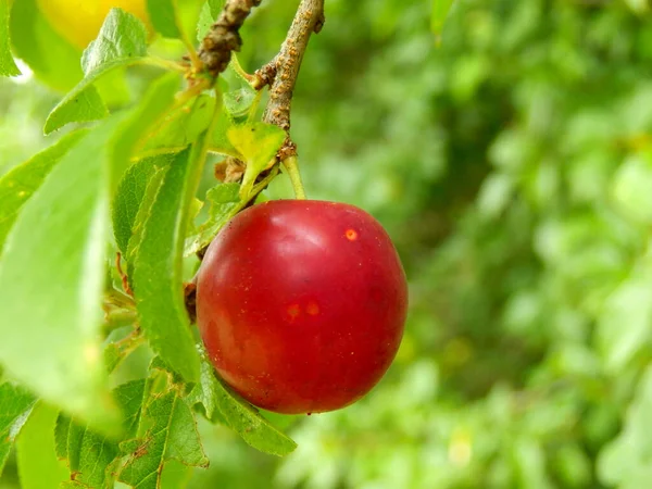 Zbliżenie Czerwonego Owocu Mirabelle Prunus Domestica Subsp Syriaca Gotowy Zbierania — Zdjęcie stockowe