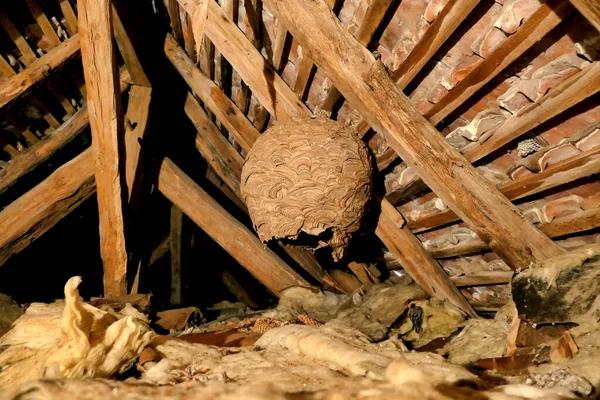 Огромное Азиатское Гнездо Шершней Vespa Velutina Обнаружено Чердаке Время Ремонта — стоковое фото