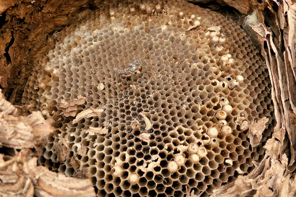 大型亚洲大黄蜂 Vespa Velutina 在屋顶整修过程中从阁楼上移下的巢 详细说明了卵室的蜂窝结构 — 图库照片