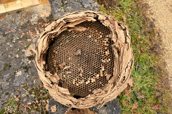Obrovské Asijské Sršně Vespa Velutina Hnízdo Odstraněn Podkroví Během Renovace — Stock fotografie