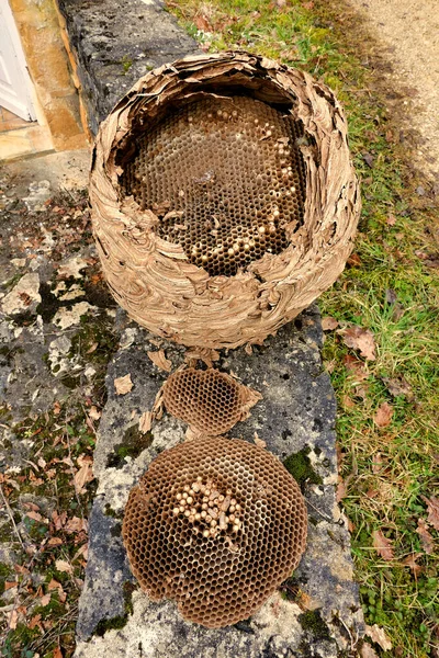 Obrovské Asijské Sršně Vespa Velutina Hnízdo Odstraněn Podkroví Během Renovace — Stock fotografie