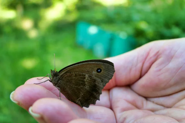 Close Minois Dryas Butterfly Hand — Stock Photo, Image
